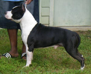 060809frankiestack.jpg