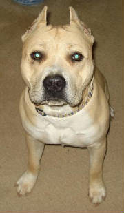 bugsy1.jpg